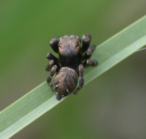 Réf. 263 134 : Evarcha arcuata